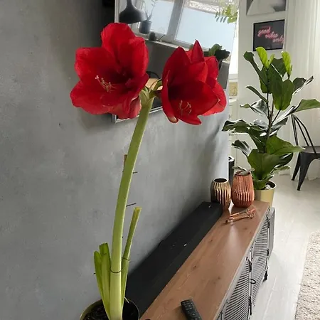 Apartament Z Kominkiem Na Moko Apartment